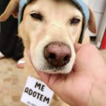 Não compre_ adote. Quem ama_ cuida. _anjospeludos(WEBP)_0