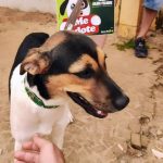 Não compre_ adote. Quem ama_ cuida. _anjospeludos(WEBP)_3