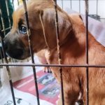 Não compre_ adote. Quem ama_ cuida. _anjospeludos(WEBP)_4